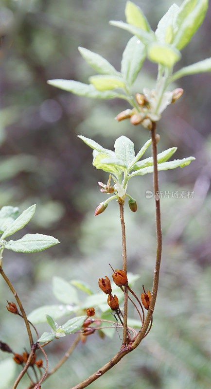 沼泽越橘（Vaccinium uliginosum）